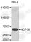 NOP56 Ribonucleoprotein antibody, A8040, ABclonal Technology, Western Blot image 