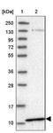 Phosphatidylinositol Glycan Anchor Biosynthesis Class Y antibody, NBP1-82751, Novus Biologicals, Western Blot image 