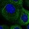 CKLF Like MARVEL Transmembrane Domain Containing 6 antibody, NBP1-85590, Novus Biologicals, Immunocytochemistry image 