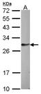 Family With Sequence Similarity 122B antibody, LS-C185827, Lifespan Biosciences, Western Blot image 