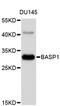 Brain acid soluble protein 1 antibody, abx126840, Abbexa, Western Blot image 