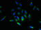 Signal Peptidase Complex Subunit 2 antibody, A64714-100, Epigentek, Immunofluorescence image 