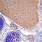 Sonic hedgehog protein antibody, AF464, R&D Systems, Immunohistochemistry paraffin image 