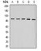 Ubiquitin Specific Peptidase 10 antibody, orb382114, Biorbyt, Western Blot image 