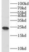 TATA-Box Binding Protein Like 1 antibody, FNab08528, FineTest, Western Blot image 