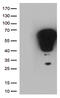 Fos Proto-Oncogene, AP-1 Transcription Factor Subunit antibody, TA806977, Origene, Western Blot image 