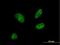 Dynactin Subunit 3 antibody, H00011258-B01P, Novus Biologicals, Immunofluorescence image 