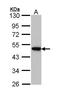 AP-2 complex subunit mu antibody, LS-C109514, Lifespan Biosciences, Western Blot image 