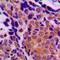 Tumor Protein P63 antibody, orb214808, Biorbyt, Immunohistochemistry paraffin image 