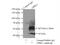 Opioid Related Nociceptin Receptor 1 antibody, 12970-1-AP, Proteintech Group, Immunoprecipitation image 