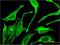 Polypeptide N-acetylgalactosaminyltransferase 1 antibody, H00002589-M10, Novus Biologicals, Immunofluorescence image 
