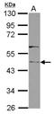 Clavesin 1 antibody, NBP2-20170, Novus Biologicals, Western Blot image 