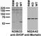 SV2 Related Protein antibody, 73-353, Antibodies Incorporated, Western Blot image 