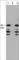 Protein SCAI antibody, SP3841, ECM Biosciences, Western Blot image 