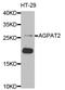 1-Acylglycerol-3-Phosphate O-Acyltransferase 2 antibody, orb373410, Biorbyt, Western Blot image 