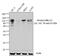 Desmocollin 2 antibody, 32-6200, Invitrogen Antibodies, Western Blot image 