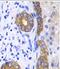 K19 antibody, FNab02207, FineTest, Immunohistochemistry frozen image 