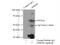 G Protein-Coupled Receptor 183 antibody, 12377-1-AP, Proteintech Group, Immunoprecipitation image 