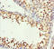 mH2A1 antibody, LS-C675846, Lifespan Biosciences, Immunohistochemistry paraffin image 