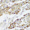 Enoyl-CoA Delta Isomerase 2 antibody, 14-778, ProSci, Immunohistochemistry frozen image 