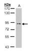 Mannosyl-oligosaccharide glucosidase antibody, NBP2-14967, Novus Biologicals, Western Blot image 