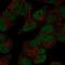 DNA-directed RNA polymerase III subunit RPC4 antibody, HPA069089, Atlas Antibodies, Immunofluorescence image 