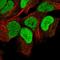 Mitochondrial Ribosomal Protein L34 antibody, HPA049276, Atlas Antibodies, Immunofluorescence image 