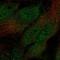 Annexin A2 Receptor antibody, HPA051482, Atlas Antibodies, Immunocytochemistry image 
