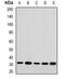 60S ribosomal protein L14 antibody, orb382013, Biorbyt, Western Blot image 