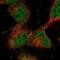 Chromosome 17 Open Reading Frame 99 antibody, NBP1-93716, Novus Biologicals, Immunofluorescence image 