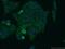 Flavin Adenine Dinucleotide Synthetase 1 antibody, 14118-1-AP, Proteintech Group, Immunofluorescence image 