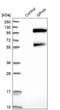 Gephyrin antibody, HPA024694, Atlas Antibodies, Western Blot image 