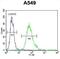 Sciellin antibody, abx026328, Abbexa, Flow Cytometry image 