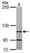 LEO1 antibody, PA5-31651, Invitrogen Antibodies, Western Blot image 