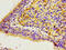 Calcyclin Binding Protein antibody, CSB-PA872536LA01HU, Cusabio, Immunohistochemistry paraffin image 