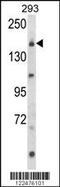 Unc-13 Homolog B antibody, 63-695, ProSci, Western Blot image 