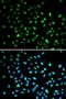 DNA Damage Inducible Transcript 3 antibody, orb135381, Biorbyt, Immunofluorescence image 