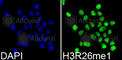 Histone Cluster 3 H3 antibody, A3163, ABclonal Technology, Immunofluorescence image 