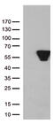 Vimentin antibody, TA801121S, Origene, Western Blot image 