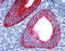 Keratin 19 antibody, 51-077, ProSci, Immunohistochemistry frozen image 