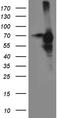 Cell Division Cycle 25B antibody, TA812342S, Origene, Western Blot image 