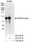Serine/threonine-protein phosphatase 4 regulatory subunit 3A antibody, A300-839A, Bethyl Labs, Immunoprecipitation image 