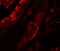 Tissue Factor Pathway Inhibitor antibody, 7441, ProSci Inc, Immunofluorescence image 