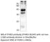 Free Fatty Acid Receptor 3 antibody, FFAR3-301AP, FabGennix, Western Blot image 