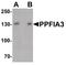 PTPRF Interacting Protein Alpha 3 antibody, PA5-38012, Invitrogen Antibodies, Western Blot image 