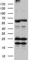ZFP57 Zinc Finger Protein antibody, CF811579, Origene, Western Blot image 