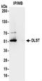 Dihydrolipoamide S-Succinyltransferase antibody, NBP2-32204, Novus Biologicals, Immunoprecipitation image 
