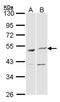 BCL2 Associated Athanogene 5 antibody, orb73993, Biorbyt, Western Blot image 