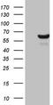 Cell division control protein 6 homolog antibody, TA808439, Origene, Western Blot image 