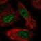 AlkB Homolog 6 antibody, NBP2-57047, Novus Biologicals, Immunofluorescence image 